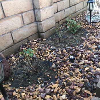 Direct Gardening - Roses - Nurseries & Gardening Near Me - Bloomington, Illinois Direct Gardening - Roses - Nurseries & Gardening Near Me - Bloomington, Illinois