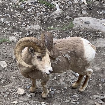 Banff Gondola - Big horn sheep - Parks Near Me - Banff, Alberta Banff Gondola - Big horn sheep - Parks Near Me - Banff, Alberta