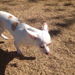 Chunchie sniffing around in the brown grass/dirt Chunchie sniffing around in the brown grass/dirt