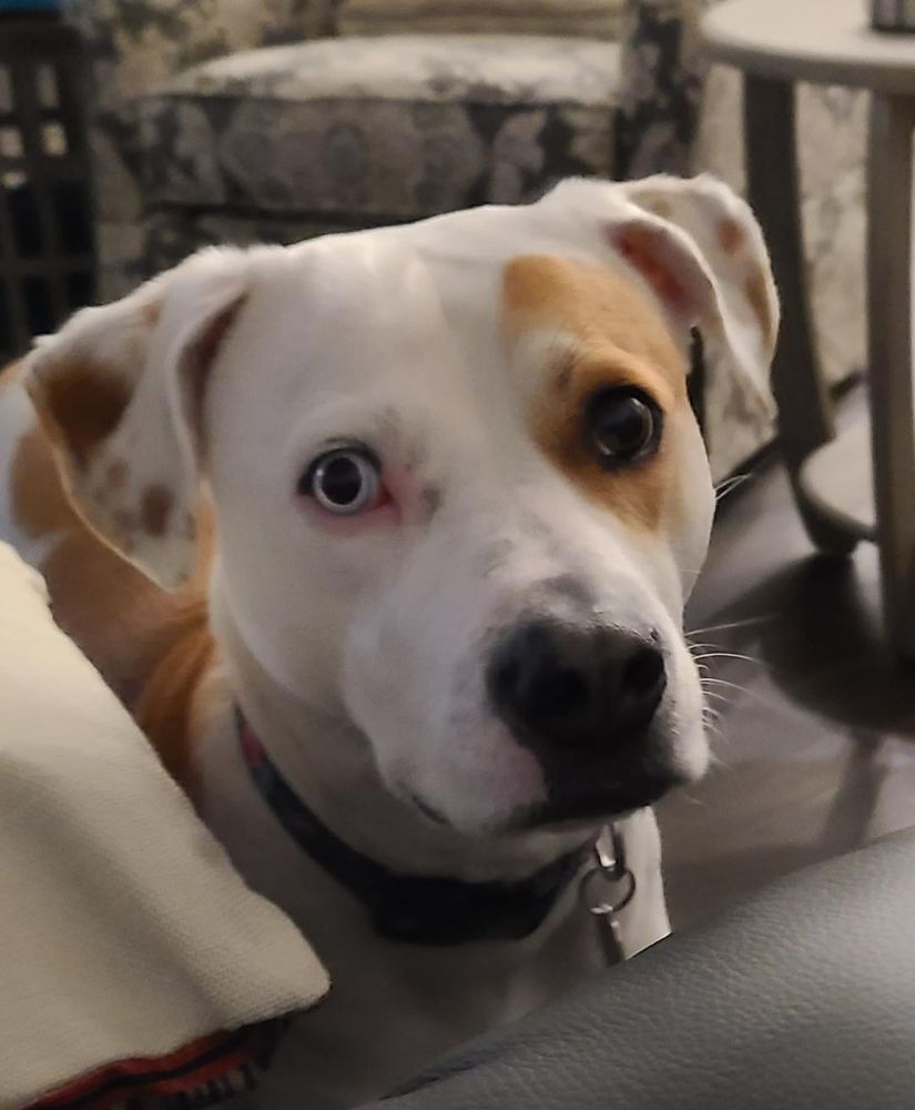 HOPE LOCK KENNELS Updated August 2024 14 Reviews 4225 Country