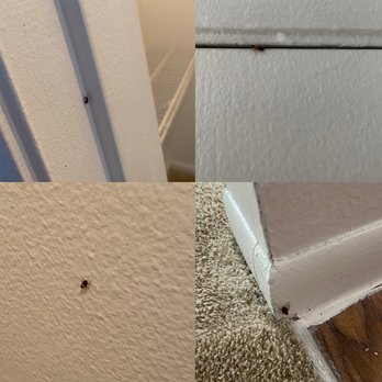 Alafaya Woods - Baby roaches everywhere in 513C. - Apartments Near Me - Oviedo, Florida