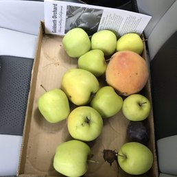 Apples Apples