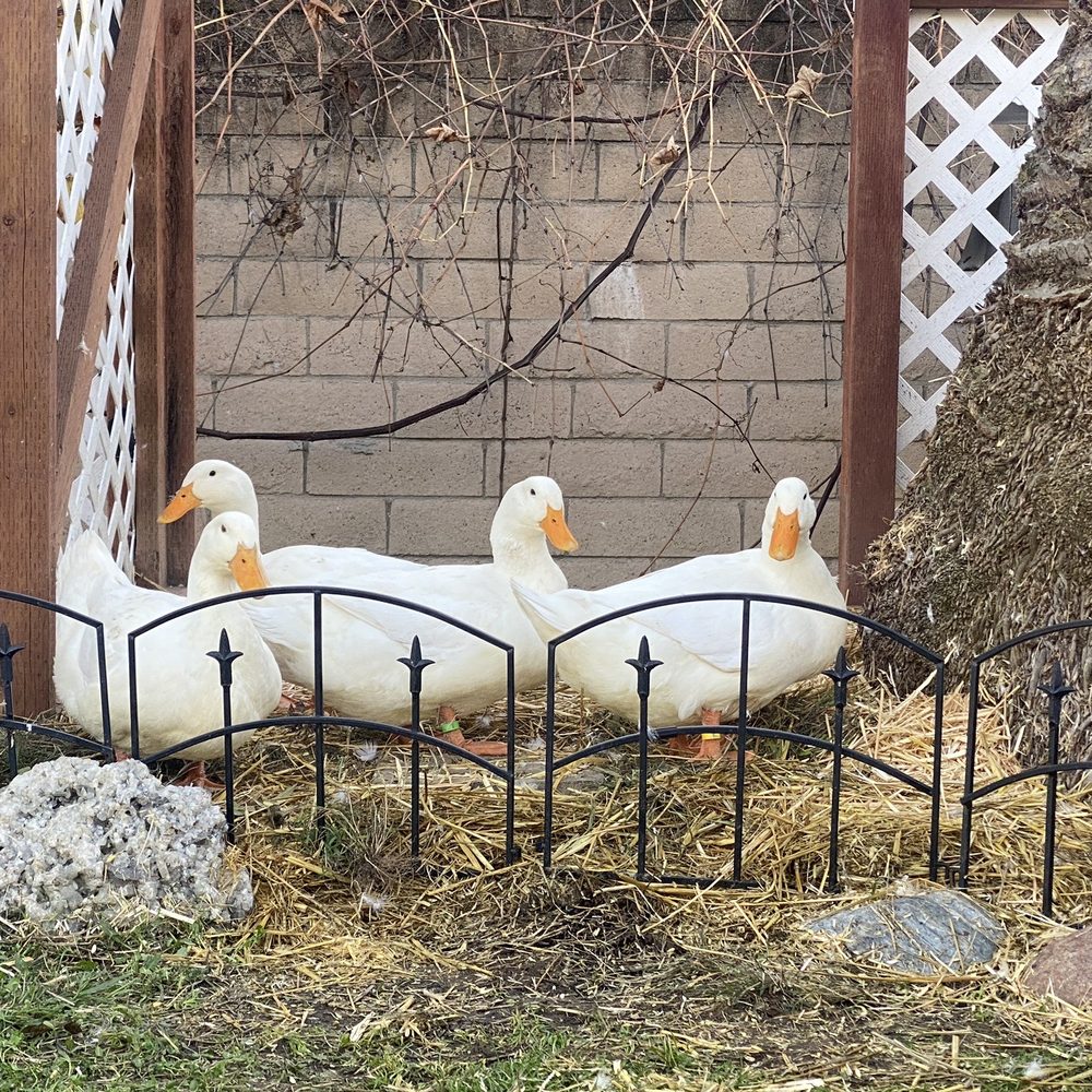 4 of our 5 Pekín ducks - well fed and bedded thanks to The Feed Barn! 4 of our 5 Pekín ducks - well fed and bedded thanks to The Feed Barn!