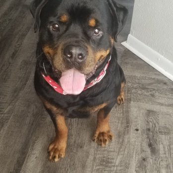 4 Heavenly Paws Pet Services - Zeus - Pet Groomers Near Me - Baytown, Texas