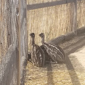 Ostrichland USA - Babies! - Attraction Farms Near Me - Solvang, California