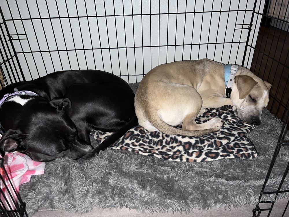 ANIMAL HOUSE SHELTER 107 Photos & 135 Reviews Huntley, Illinois