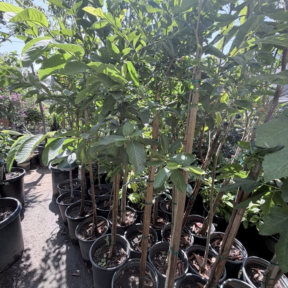 Gonzalez Nursery - Nurseries & Gardening Near Me - Monrovia, California