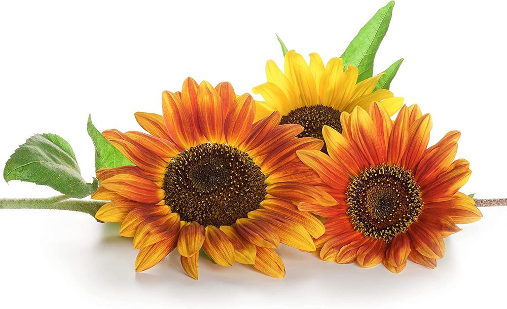 SUNFLOWER TRANSPORTATION Shreveport, Louisiana Medical