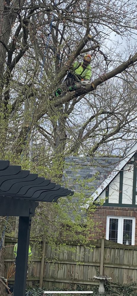 Green Arbor - tree service in Indianapolis, IN