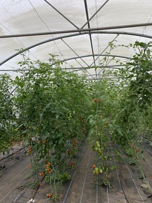 Low Sizergh Barn Farm Shop & Café by null