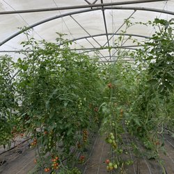 Low Sizergh Barn Farm Shop Tearoom - Tomatoes growing in one of multiple greenhouse tents.