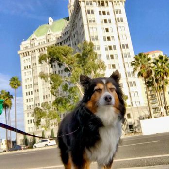 Pet Sit Pros - Pet Sitting Near Me - Long Beach, California Pet Sit Pros - Pet Sitting Near Me - Long Beach, California