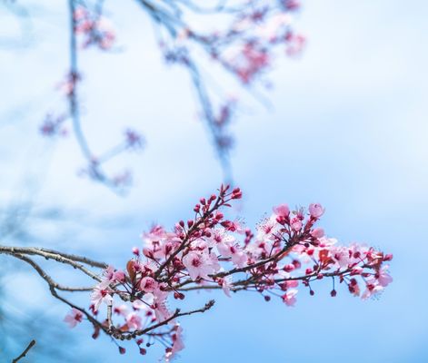 Marin Art and Garden Center