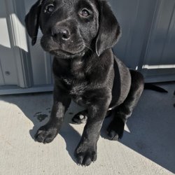 Country Kennels