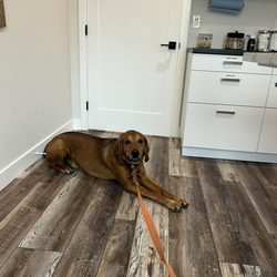 Slate Creek Animal Hospital