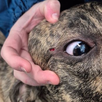 Bark - Injury occurred on 1/12/26. - Pet Training Near Me - Virginia Beach, Virginia