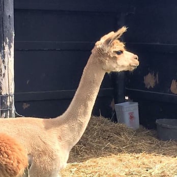 Willow Tree Farms - Llama at their petting zoo - Farmers Market Near Me - Port Perry, Ontario Willow Tree Farms - Llama at their petting zoo - Farmers Market Near Me - Port Perry, Ontario