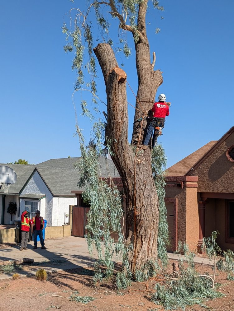 B&C Tree Service - tree service in Gilbert, AZ