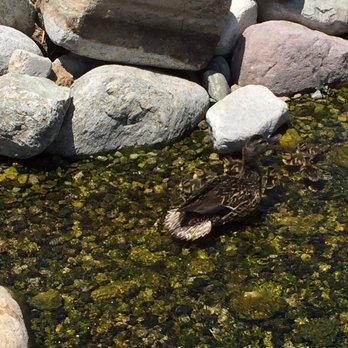 CSUN Pond - Mama duck protecting her ducklings - Parks Near Me - Los Angeles, California CSUN Pond - Mama duck protecting her ducklings - Parks Near Me - Los Angeles, California