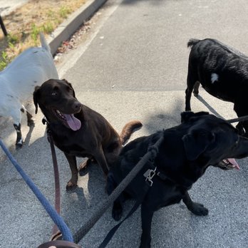 Pets to Vets - Pet Transportation Near Me