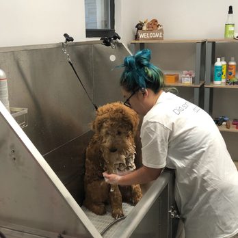 Dozo Dog  - Pet Groomers Near Me - Astoria, New York