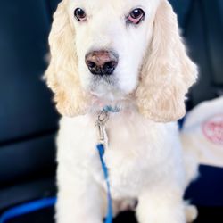 Canine's Canyon - King Henry post groom