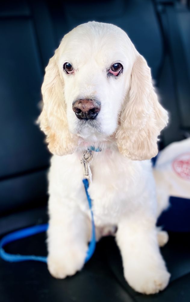 Canine's Canyon - pet boarding facility in Golden, CO
