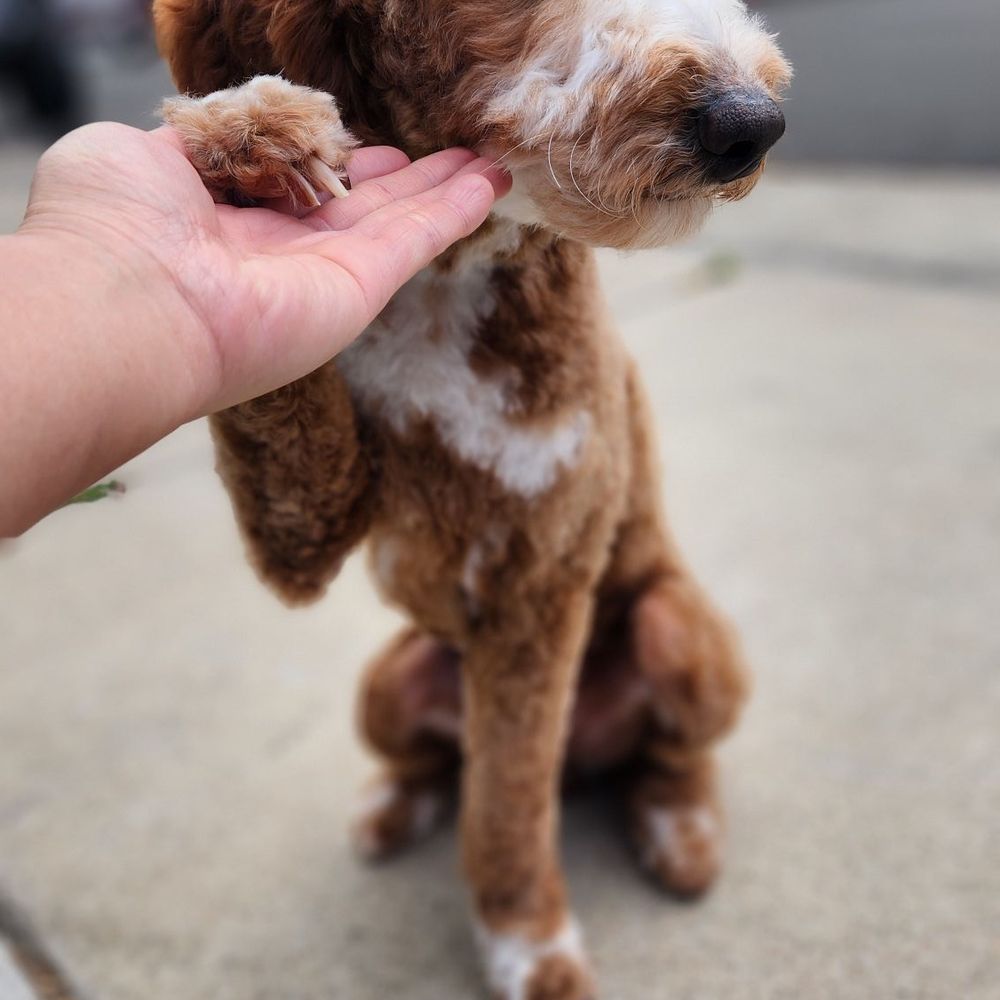 WAGGERS - Pet Groomers Near Me - Sacramento, California WAGGERS - Pet Groomers Near Me - Sacramento, California