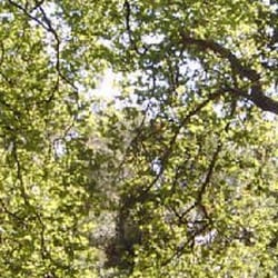 Redland Green - Taken from their website