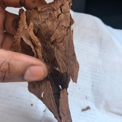 Smoker's Choice