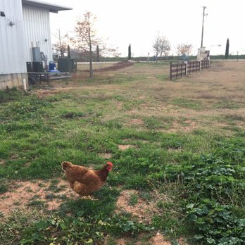 Hilmy Cellars - Rooster! On the vineyard - Wineries Near Me - Fredericksburg, Texas Hilmy Cellars - Rooster! On the vineyard - Wineries Near Me - Fredericksburg, Texas