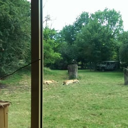 Karczma Lwa - You can see the lion habitat from inside the cafe