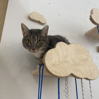 KitTea - Pet Adoption Near Me - San Francisco, California