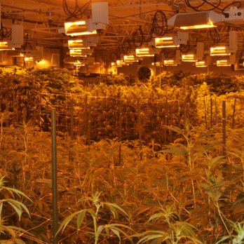 RiverRock South - Different stages of the flower cycle. #RESPECTTHEPLANT - Cannabis Clinics Near Me - Denver, Colorado