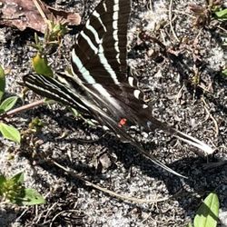 Zebra swallowtail