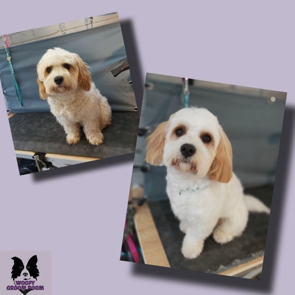 WOOFY GROOM ROOM 12 Brookwood Avenue, Eastleigh, Hampshire, United