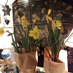 Stately Homes - Daffodils in italian terra cotta in bags