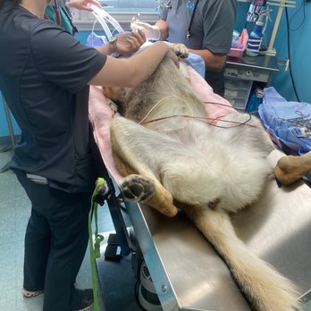 Cahaba Valley Animal Clinic - Pretty gnarly angle to stitch him up. - Veterinarians Near Me - Birmingham, Alabama Cahaba Valley Animal Clinic - Pretty gnarly angle to stitch him up. - Veterinarians Near Me - Birmingham, Alabama