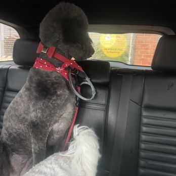 How Cute Dog Grooming - Poodle haircut - Pet Groomers Near Me - Fairfax, Virginia