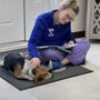 Jermantown Animal Hospital