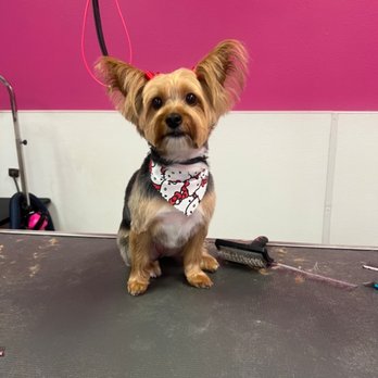 That's So Fetch - Pet Groomers Near Me - Montclair, California That's So Fetch - Pet Groomers Near Me - Montclair, California