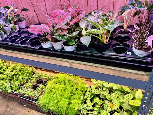 City Home & Garden, Inc by null