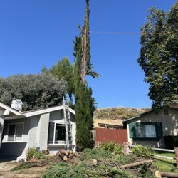 Alberto's Tree Trimming - Cypress