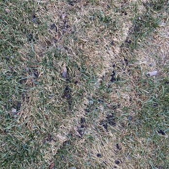 Gold mountain Landscaping and irrigation - Grass repair - Irrigation Near Me