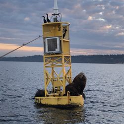 All Season Charters - Sea life!