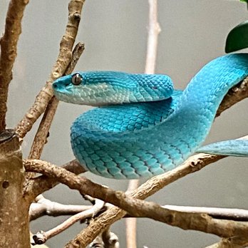 The Toledo Zoo - Beautiful but deadly. - Zoos Near Me - Toledo, Ohio