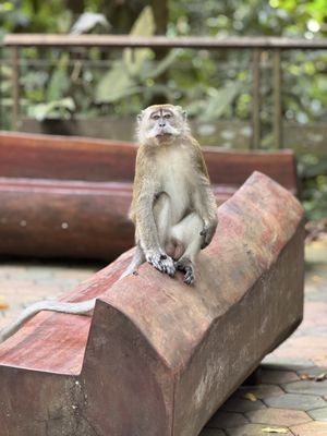 Bukit Timah Nature Reserve by null