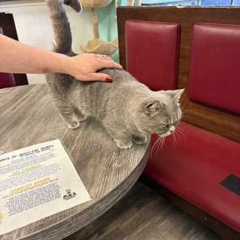 Mochas And Meows - Pet Adoption Near Me - Branson, Missouri