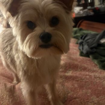 Doggie Do’s - This is Fritz(ie) - Pet Groomers Near Me - Huntsville, Alabama
