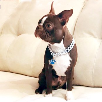 Normandy Boston Terriers - Pet Breeders Near Me Normandy Boston Terriers - Pet Breeders Near Me